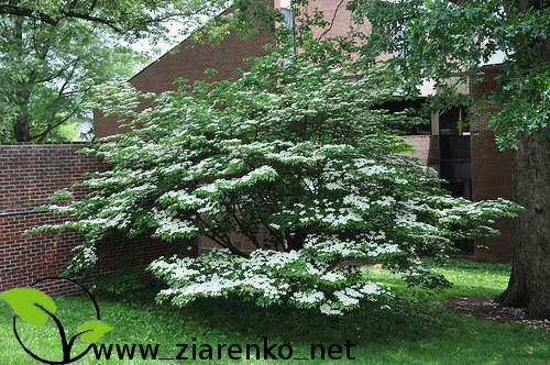 Dere� Kousa (Cornus kousa chinensis)