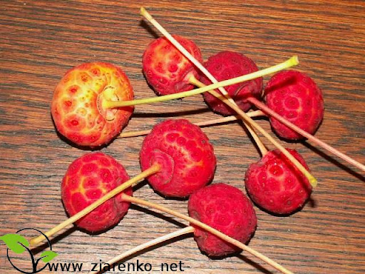 Dere� Kousa (Cornus kousa chinensis)