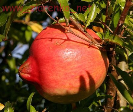 Granatowiec właściwy Punica granatum