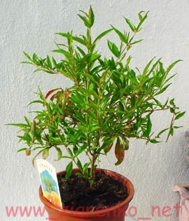 Granatowiec właściwy Punica granatum