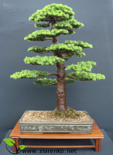 Cedr libański (Cedrus libanii)