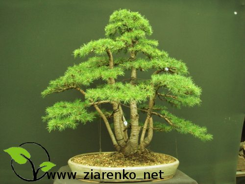 Cedr libański (Cedrus libanii)