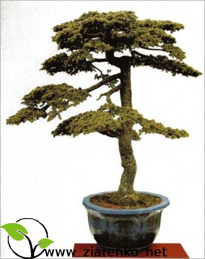 Cedr libański (Cedrus libanii)