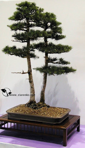 Cedr libański (Cedrus libanii)