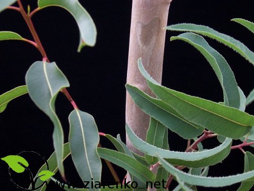 Eukaliptus cytrynowy (Eucalyptus citriodora,Corymbia citriodora)