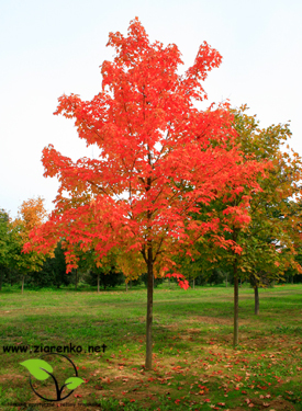 Klon cukrowy, Sugar maple (Acer saccharum)