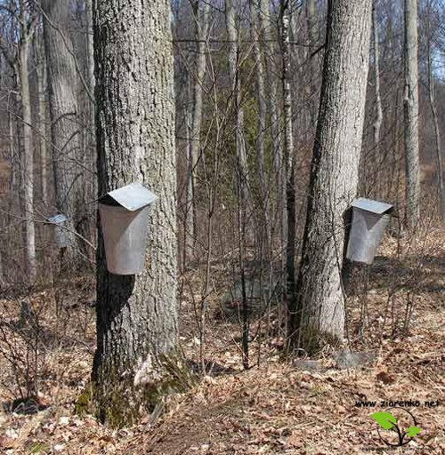 Klon cukrowy, Sugar maple (Acer saccharum)