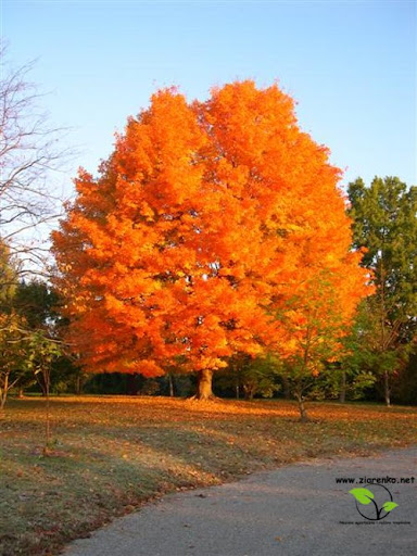 Klon cukrowy, Sugar maple (Acer saccharum)