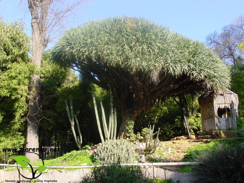 Dracena smocza, drzewo smocze, smokowiec (Dracaena draco)