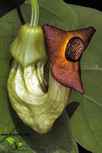 Kokornak mandżurski (Aristolochia manshuriensis)