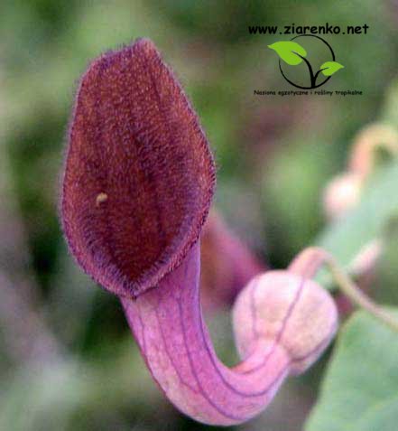 Kokornak mandżurski (Aristolochia manshuriensis)