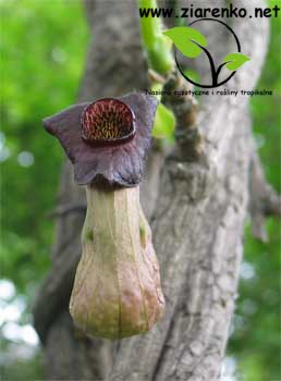 Kokornak mandżurski (Aristolochia manshuriensis)