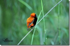 red-bishop red-bishop