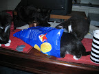 Kattungarna har lärt av pappa och inspekterar noga chipspåsen