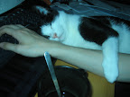 Tiger myser vid datorn