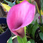 Calla Lily (pink)