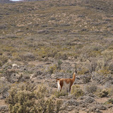 First guanaco sighting!