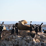Apparently the sea lions leave the birds alone.