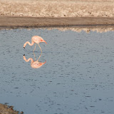 Chilean Flamingo