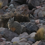 A viscacha!