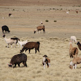 Lllamas