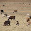 Lllamas