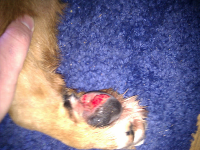 Dog Paw Infection Epsom Salt Dog Paw Infection Epsom Salt