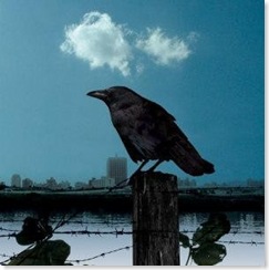 crow