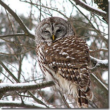 220px-Barred_owl