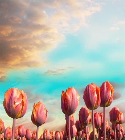 [tulips1 (Large)[6].jpg]