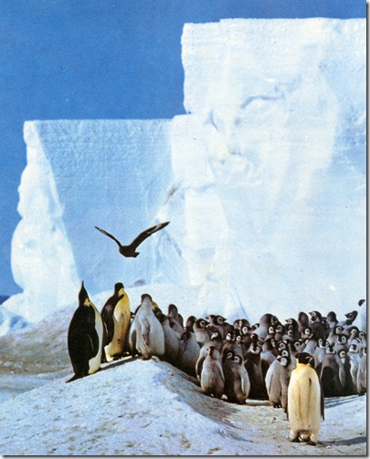 Emperor Penguins copy