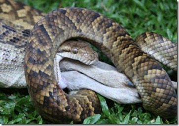 snake4