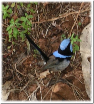 bluebird1