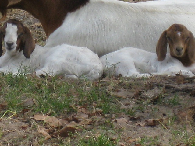 [goats 003[2].jpg]