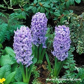 [646674purple hyacinths[2].jpg]