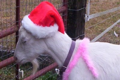 [xmas_goat12.jpg]
