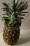 [pineapple[6].jpg]