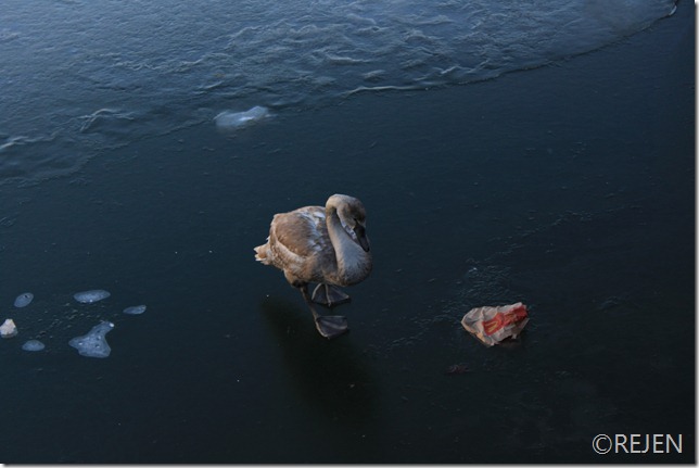 IMG_1330 IMG_1330
