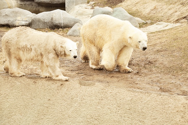 [polar bears[5].jpg]
