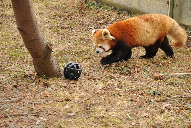 [red panda[4].jpg]