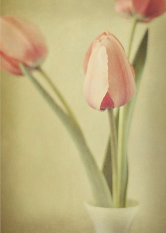 [tulips[4].jpg]