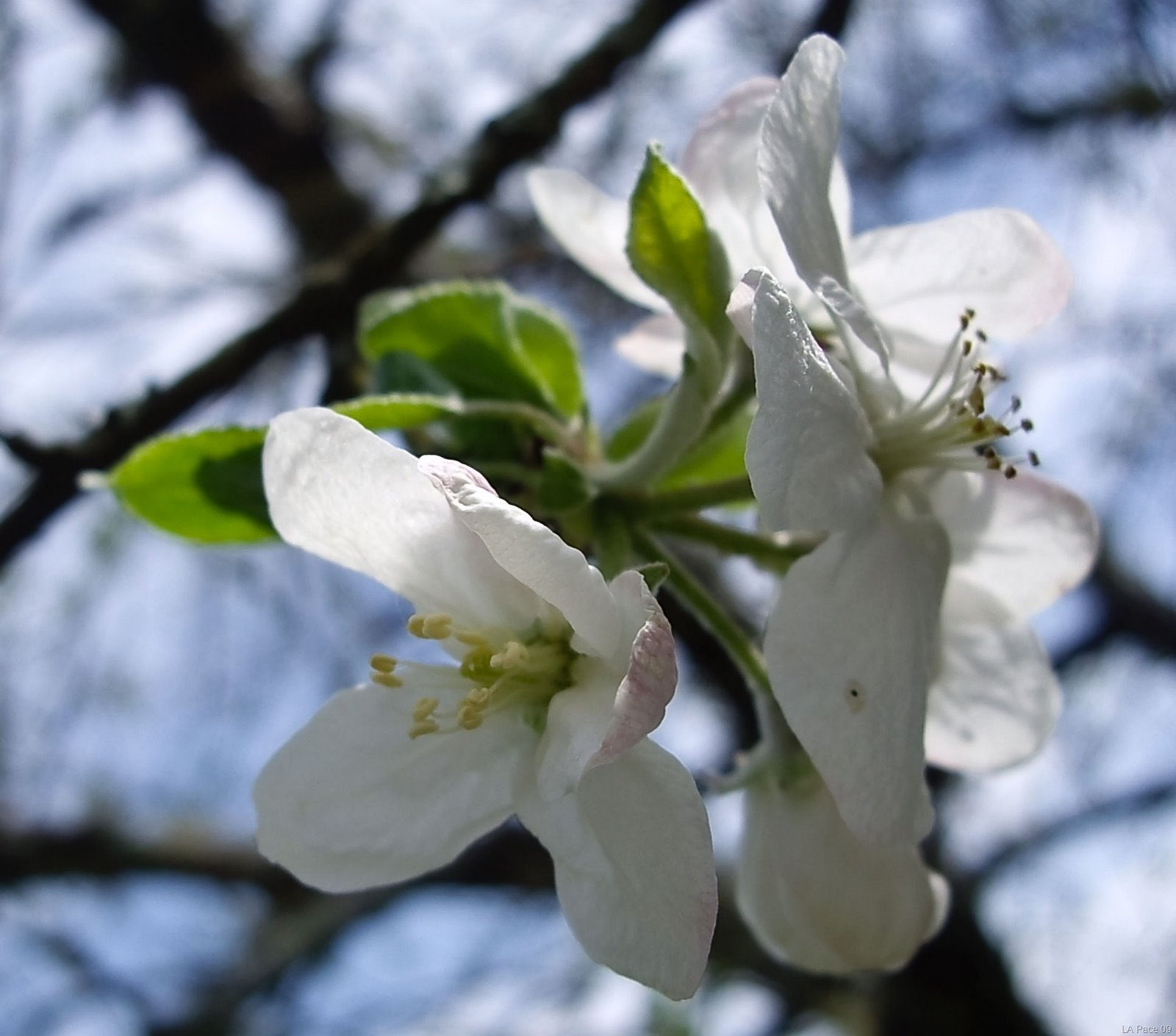 [First-cherry-blossom-Spring-09[12].jpg]