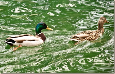 duck-chasing-duck-2