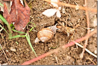 details-late-spring-snail