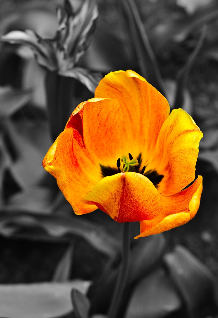 [Cluj-Napoca-botanical-garden-orange-tulip[6].jpg]