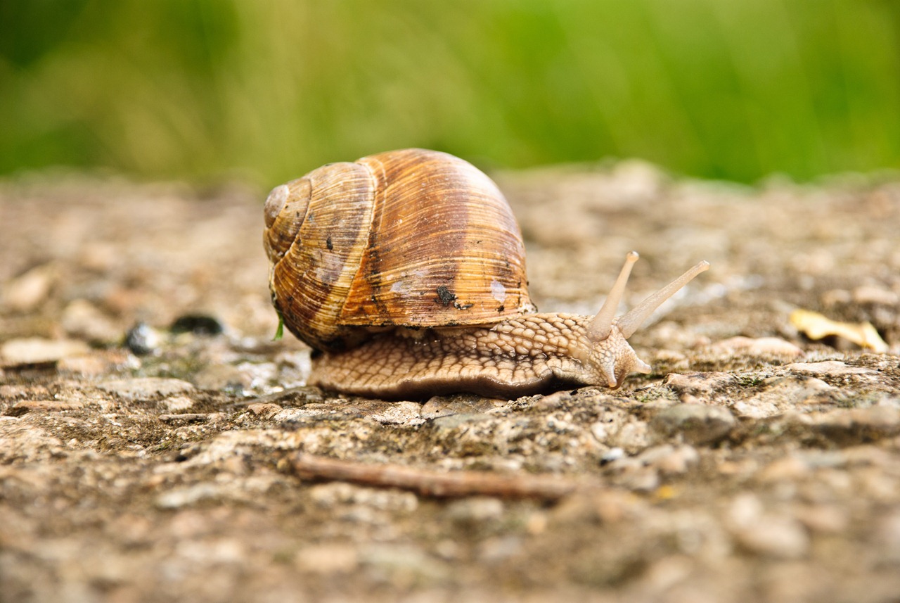 [crawl-snail-1[3].jpg]