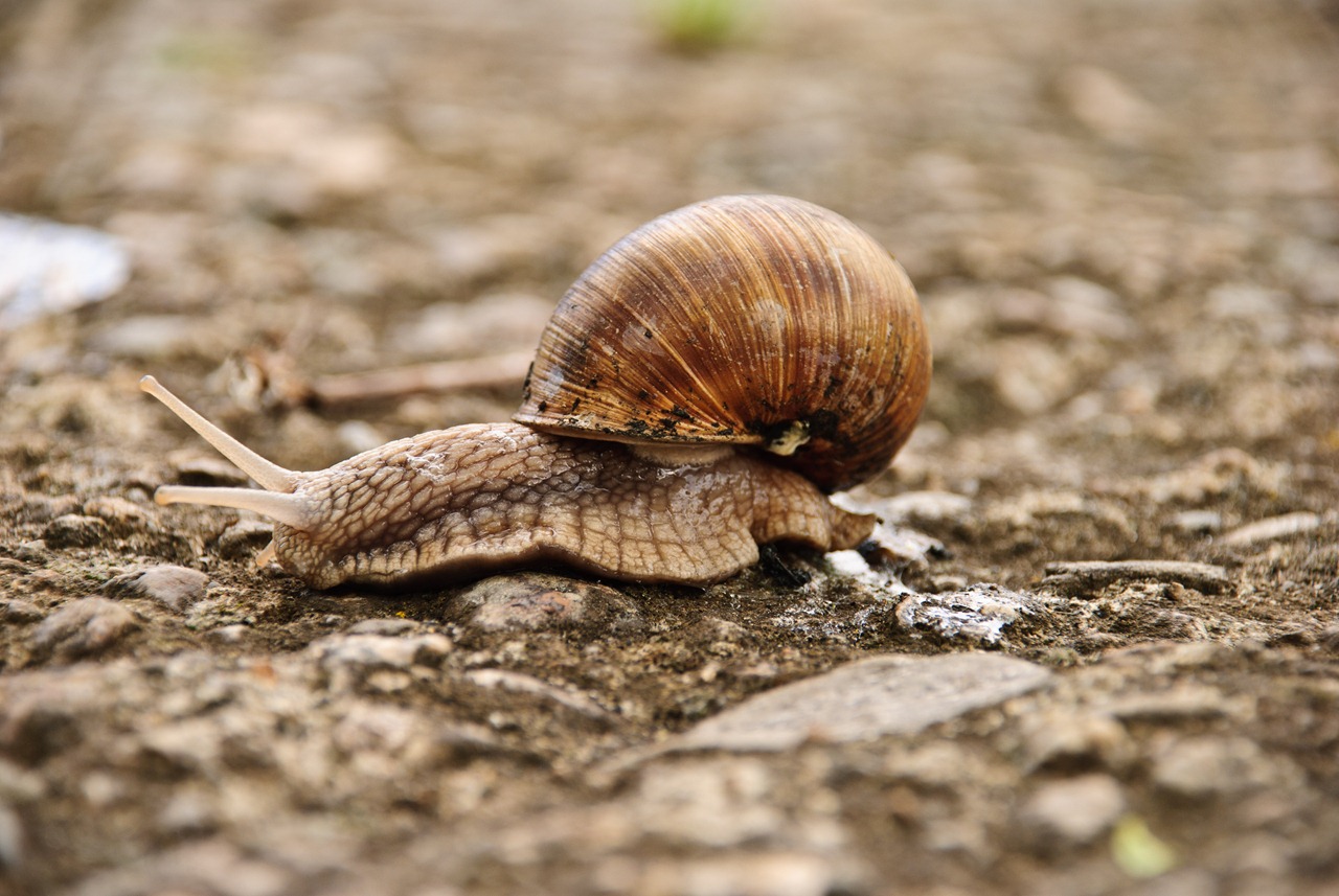 [crawl-snail-2[3].jpg]