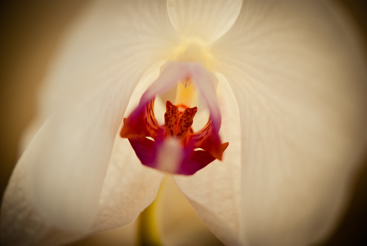 [spikes-flower[5].jpg]
