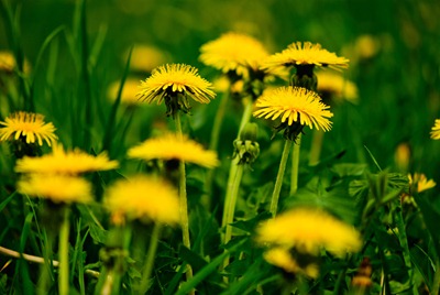 dandelion-yellow-2