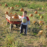 Clark's Pumpkin Patch